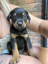 Adorable chunky Rottweiler puppies