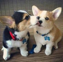 Adorable lovely Male and Female corgi Puppies for adoption