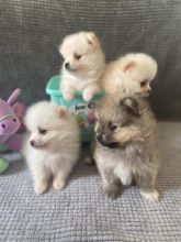 Adorable Tiny Pomeranian Puppies