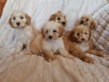 Beautiful C0CKAPOO Puppies 8 Week Old