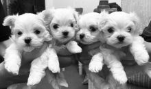 Beautiful KC registered Maltese pups ready to go !!!