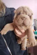 BEAUTIFUL SHAR PEI PUPPIES ready for loving homes.