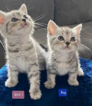 bgnh Scottish Fold Kittens