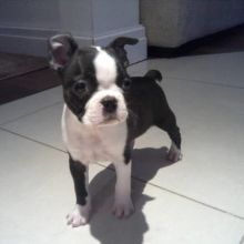 Excellence lovely Male and Female boston Puppies for adoption