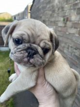 Healthy Pug puppies ready for loving homes.