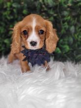 KC Cavalier king Charles Puppies DNA Tested