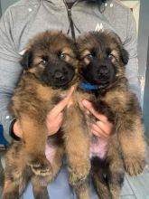 K.C German Shepherd puppies