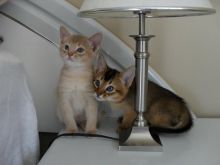 male and female Abyssinian kittens