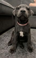 Staffordshire bull terrier puppies