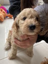 Stunning F1b C0CKAPOO puppies