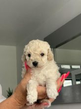Toy poodle puppies available for loving homes..!!!