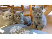 xdvfh Beautiful British Shorthair Kittens