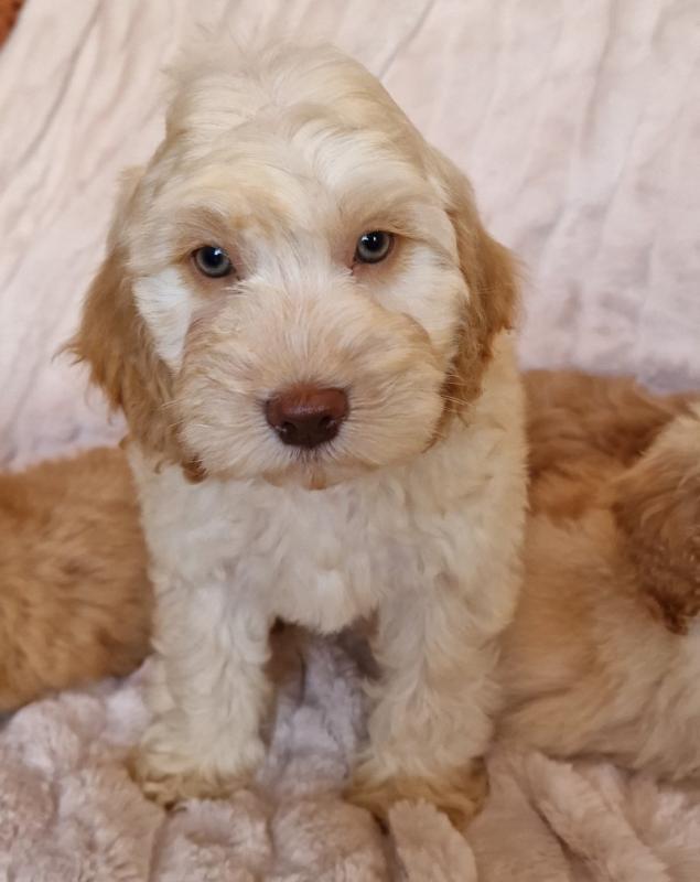 Beautiful C0CKAPOO Puppies 8 Week Old Image eClassifieds4u