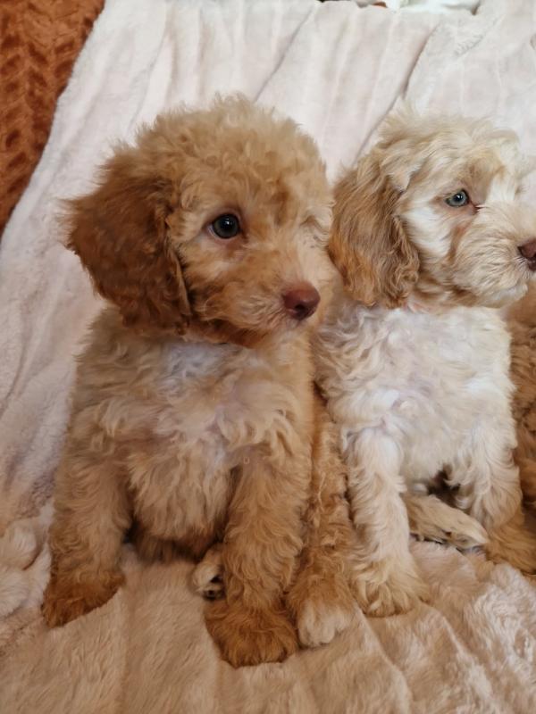 Beautiful C0CKAPOO Puppies 8 Week Old Image eClassifieds4u