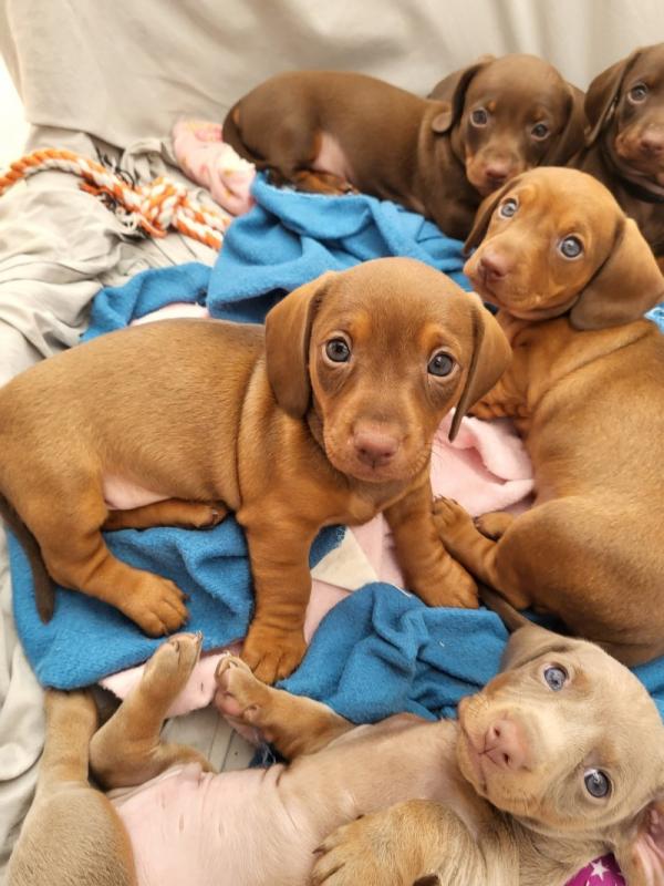 Beautiful littler of Miniature Dachshunds puppies Image eClassifieds4u