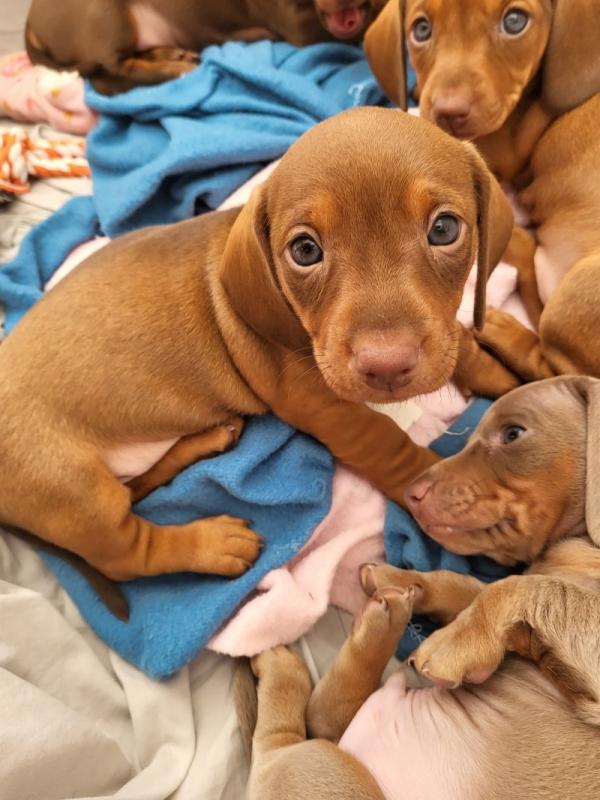 Beautiful littler of Miniature Dachshunds puppies Image eClassifieds4u
