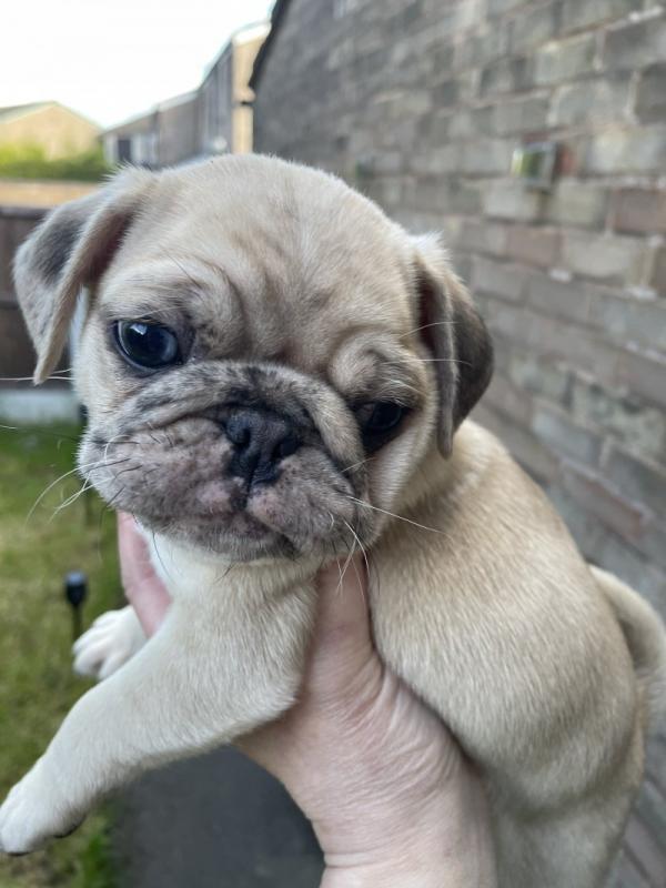 Healthy Pug puppies ready for loving homes. Image eClassifieds4u