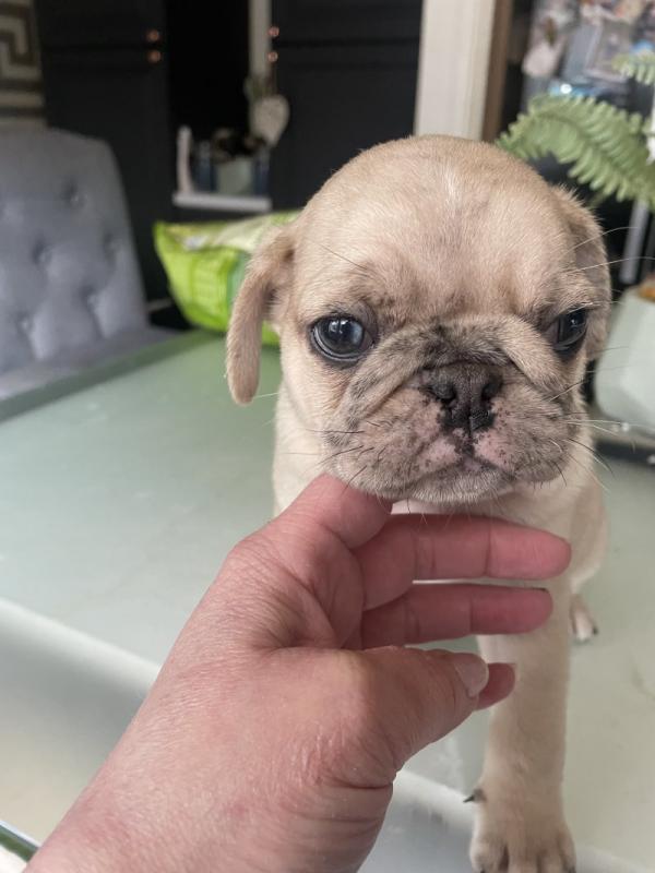 Healthy Pug puppies ready for loving homes. Image eClassifieds4u