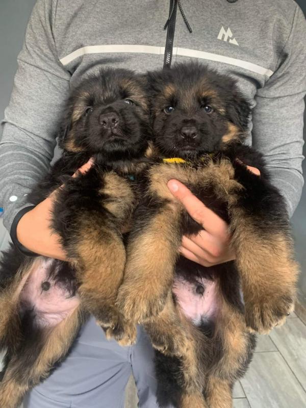 K.C German Shepherd puppies Image eClassifieds4u