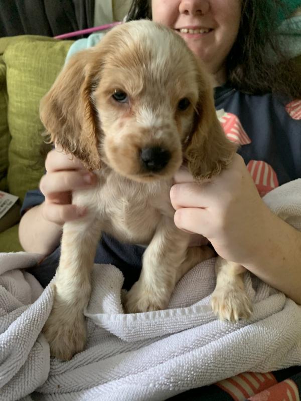 Kc show C0CKER SPANIEL puppies (READY NOW) !!! Image eClassifieds4u