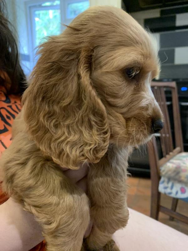 Kc show C0CKER SPANIEL puppies (READY NOW) !!! Image eClassifieds4u