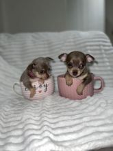 ❤️Gorgeous Chihuahua Puppies ready for loving homes❤️ Image eClassifieds4u 2