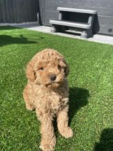 ❤️❤️PEDIGREE TOY POODLE PUPPIES.., PRA clear ❤️❤️ Image eClassifieds4u 2