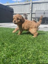 ❤️❤️PEDIGREE TOY POODLE PUPPIES.., PRA clear ❤️❤️ Image eClassifieds4u 1