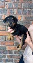 Adorable chunky Rottweiler puppies Image eClassifieds4u 2