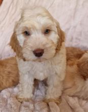 Beautiful C0CKAPOO Puppies 8 Week Old Image eClassifieds4u 2