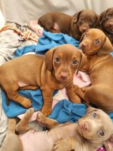 Beautiful littler of Miniature Dachshunds puppies Image eClassifieds4u 2