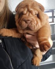 BEAUTIFUL SHAR PEI PUPPIES ready for loving homes. Image eClassifieds4u 2