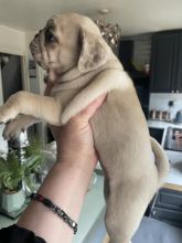 Healthy Pug puppies ready for loving homes. Image eClassifieds4u 2