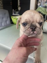 Healthy Pug puppies ready for loving homes. Image eClassifieds4u 3