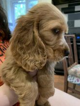Kc show C0CKER SPANIEL puppies (READY NOW) !!! Image eClassifieds4u 3