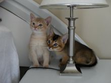 male and female Abyssinian kittens Image eClassifieds4U