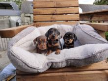 Miniature smooth hair Dachshund Puppies Image eClassifieds4u 2