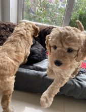 Stunning F1b C0CKAPOO puppies Image eClassifieds4u 3