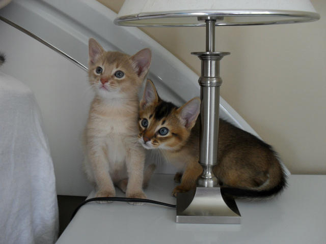male and female Abyssinian kittens Image eClassifieds4u