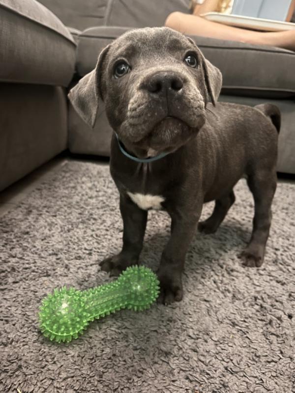 Staffordshire bull terrier puppies Image eClassifieds4u