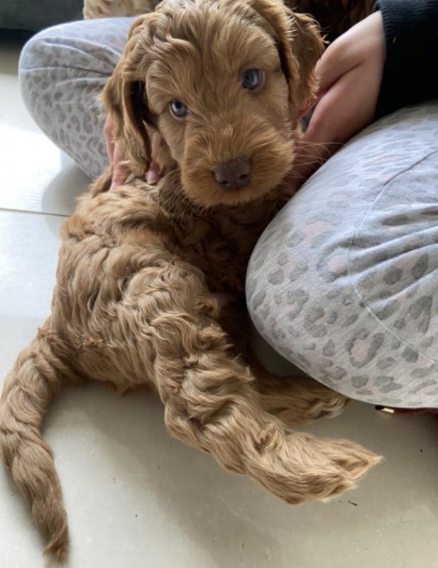 Stunning F1b C0CKAPOO puppies Image eClassifieds4u