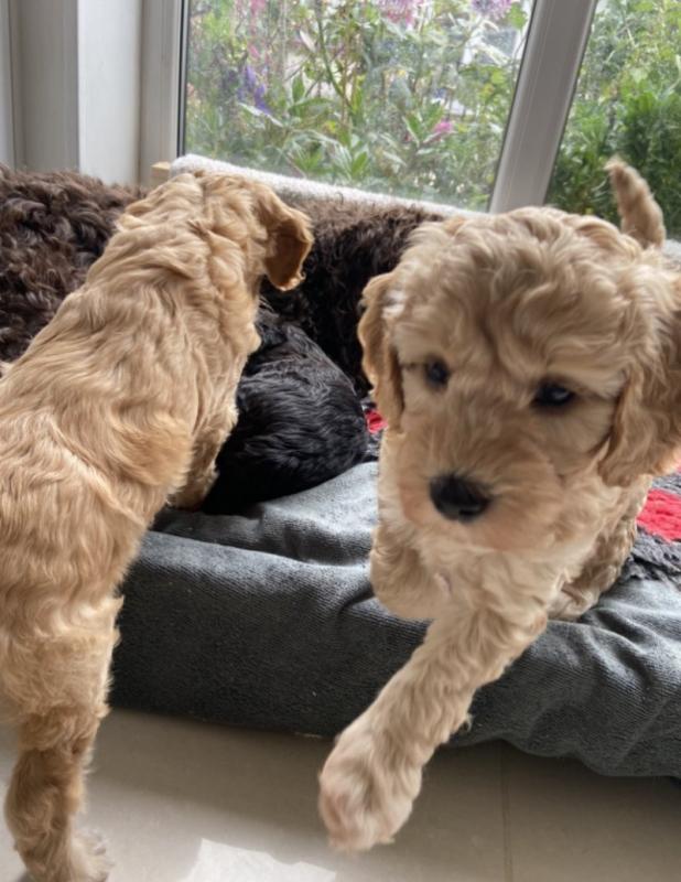 Stunning F1b C0CKAPOO puppies Image eClassifieds4u