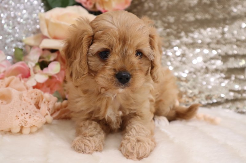 *READY NOW* Health tested Cavapoo Puppies Image eClassifieds4u