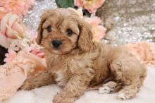 *READY NOW* Health tested Cavapoo Puppies