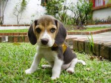 Affectionate Beagle Puppies Available For Adoption ....