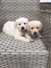 Beautiful chunky Golden Retriever puppies