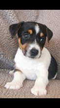 Beautiful Jack Russell puppies