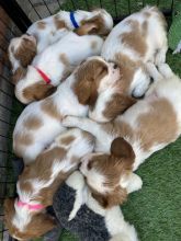 Cavalier king Charles Puppies DNA Tested