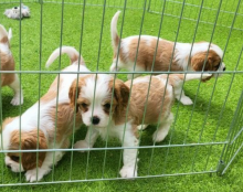 Cavalier King Charles Spaniel Puppies