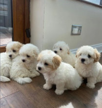 Coton De Tulear puppies